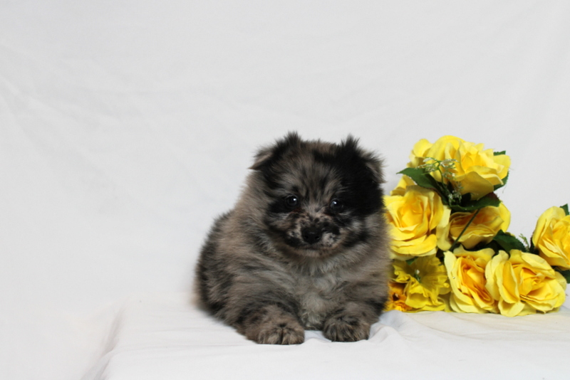 puppy, for, sale, Pomernain, Matthew B. Stoltzfus, dog, breeder, Gap, PA, dog-breeder, puppy-for-sale, forsale, nearby, find, puppyfind, locator, puppylocator, aca